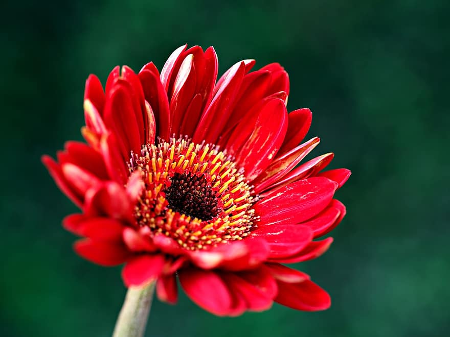 gerbera, květ, rostlina, Barberton Daisy, červená květina, okvětní lístky, detail, letní, okvětní lístek, jediný květ, sedmikráska