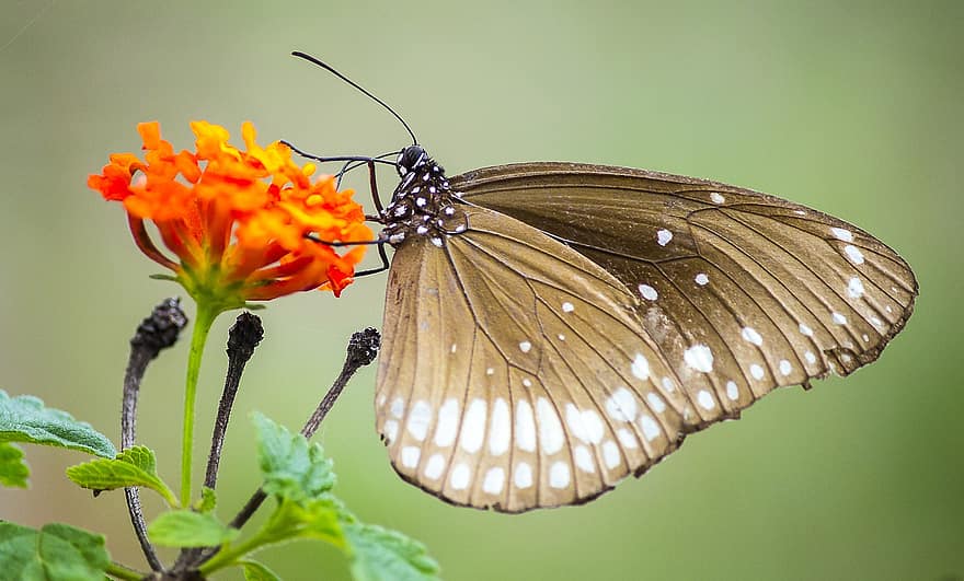 Butterfly, Lantana, Pollination, Insect, Wildlife, Nature, Animal