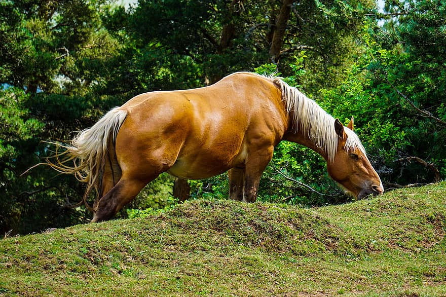 Horse, Grass, Trees, Animal, Nature