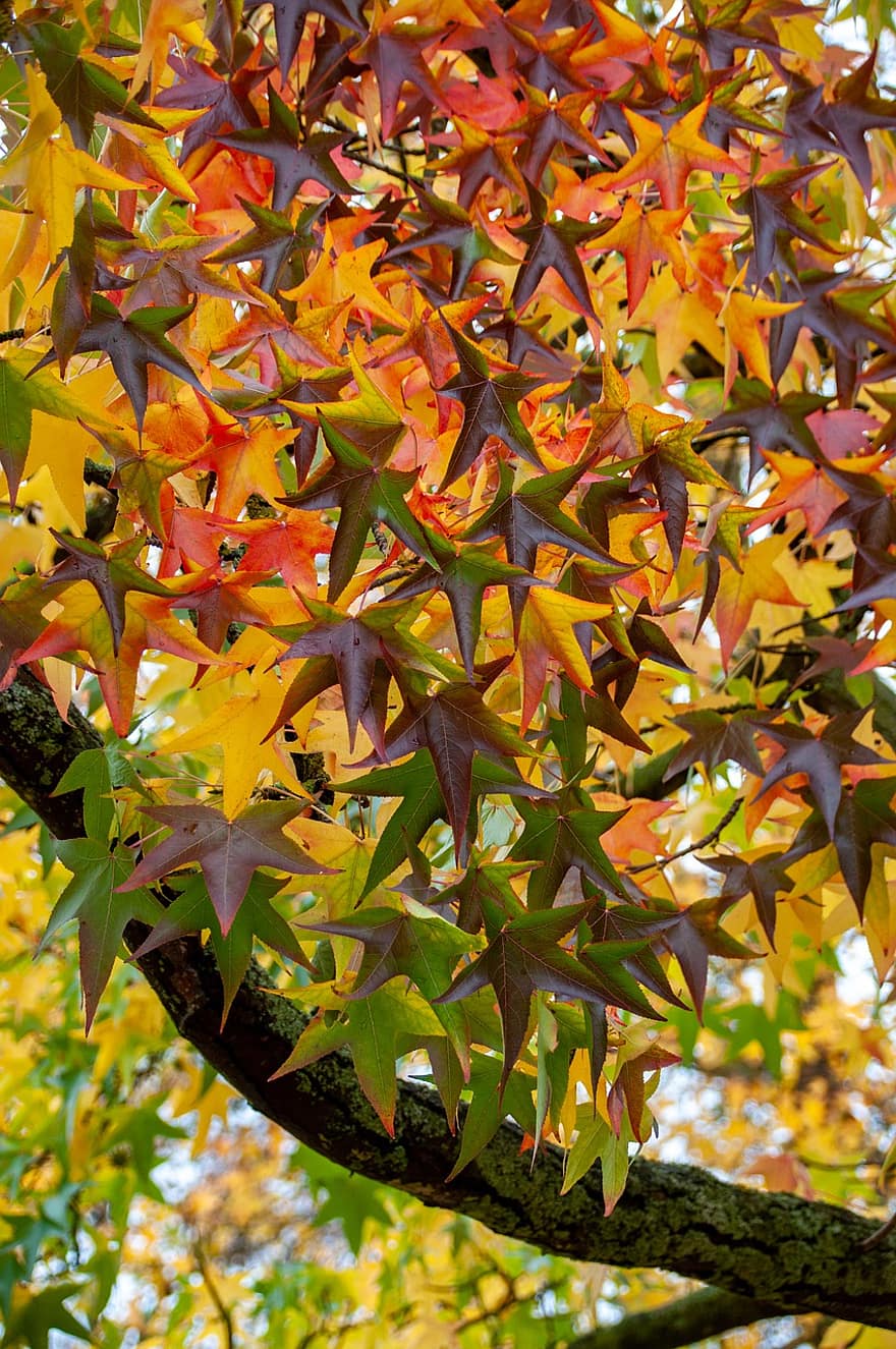 Sweetgum, Leaves, Tree, Hazel Pine, Foliage, Branches, Plant, Nature, Fall, Autumn, leaf