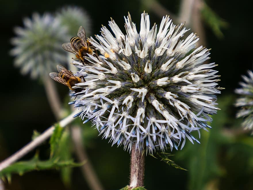 Distel, Biene, Insekt, Pflanze, Flora, Fauna, Natur, Tier, Nektar, Sammlung, Pollen
