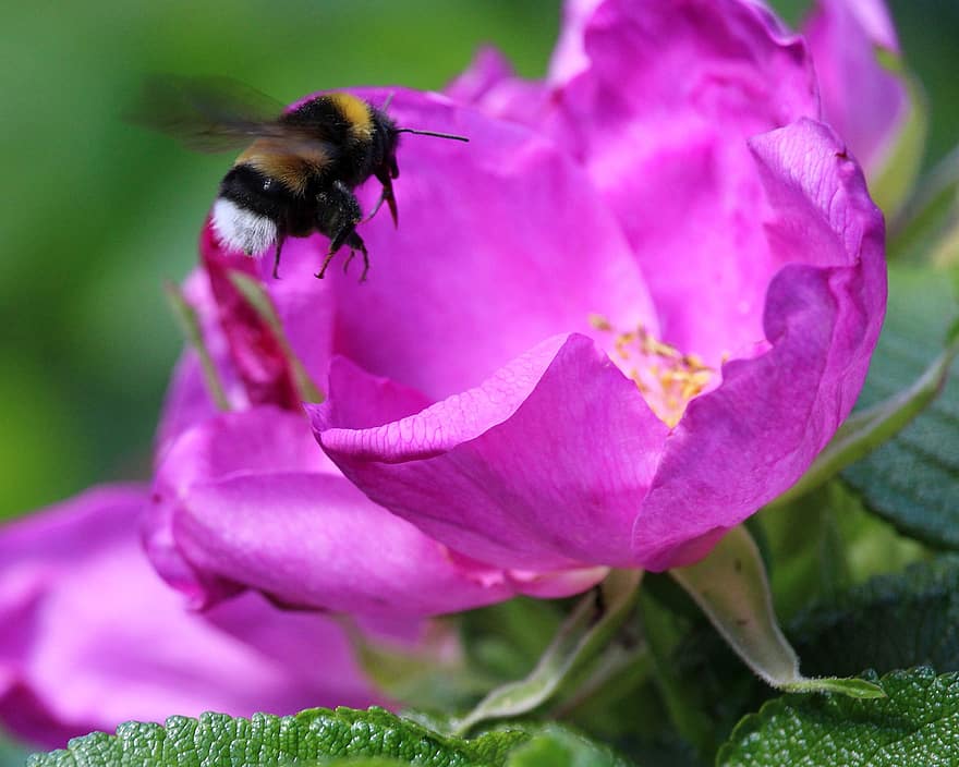 Hummel, Biene, Insekt, Fehler, Rose, Blume, Blütenblätter, Tier, Tierwelt