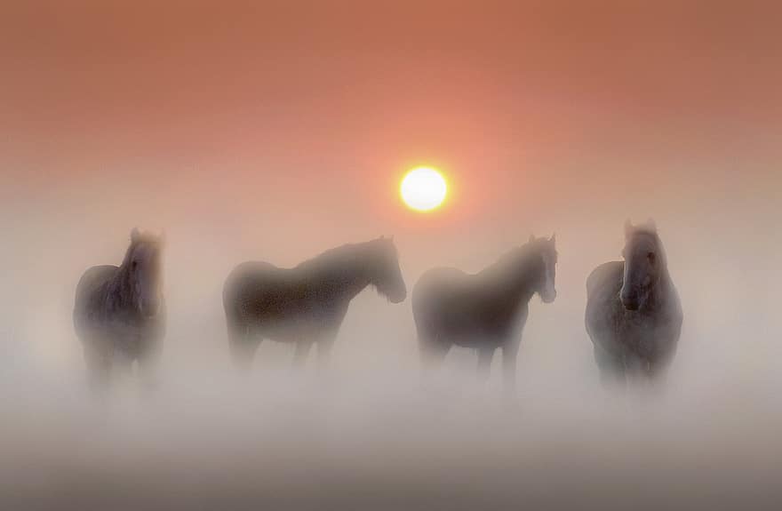 les équidés, les chevaux, cheval, animal, la nature, champ, poney, étalon, brouillard, lever du soleil, Aube