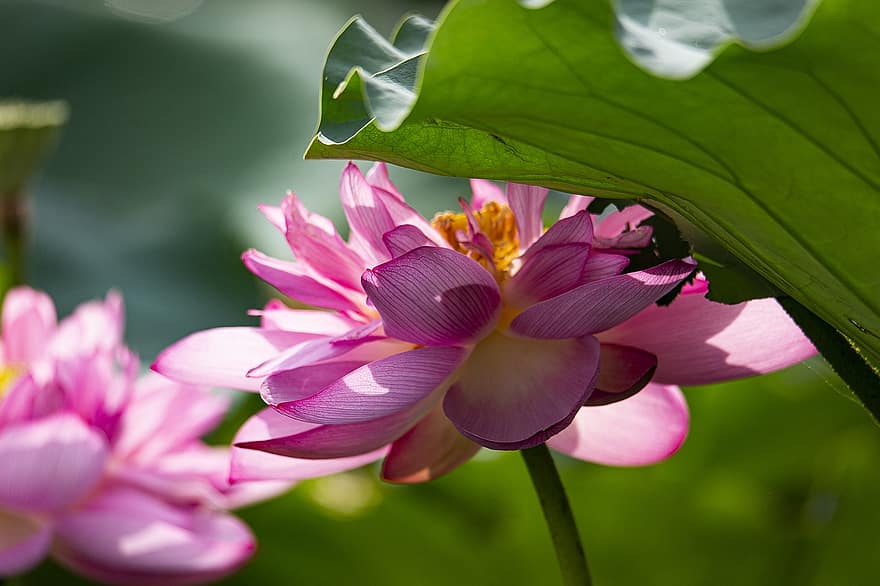 lotuses, Çiçekler, lotus çiçekleri, pembe çiçekler, yaprakları, pembe yaprakları, lotus yaprakları, Çiçek açmak, çiçek, suda yaşayan bitki, bitki örtüsü