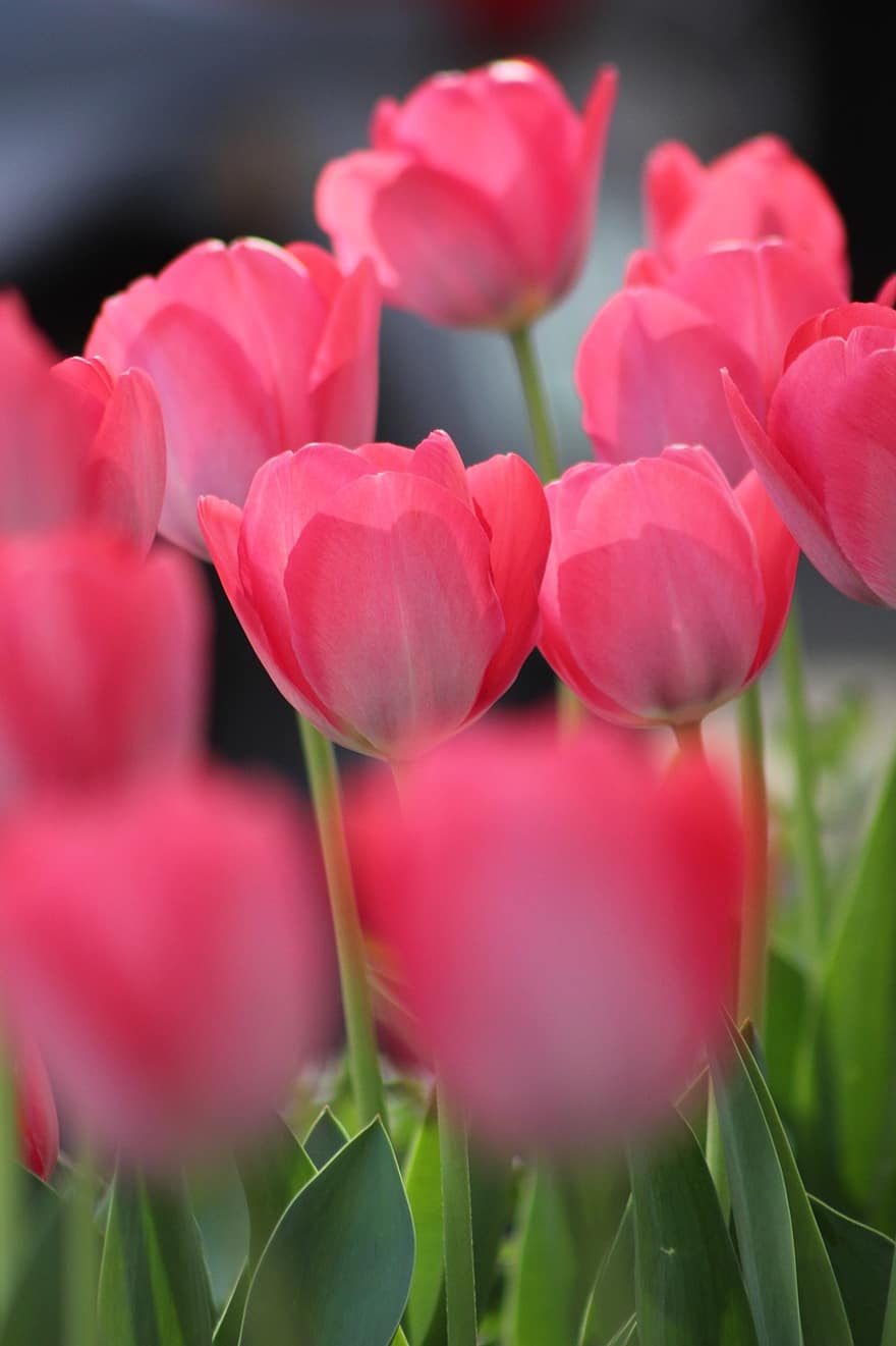 tulipanes, tulipanes rosa, Flores rosadas, las flores, primavera, naturaleza, flor, floración, tulipán, planta, cabeza de flor