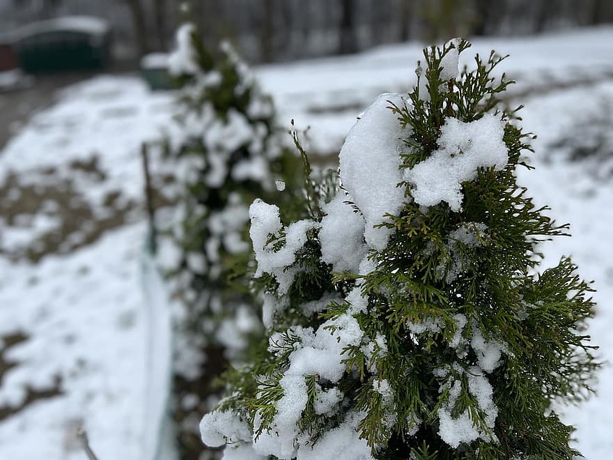 kar, mazı ağacı, doğa, kış