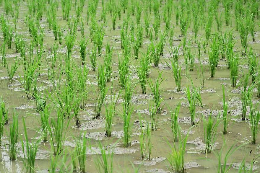 campo de arroz, granja, agricultura