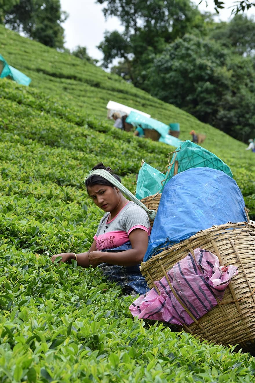 teh, hijau, minum, daun mint, India, taman, alam, petani, tradisional, pertanian, organik