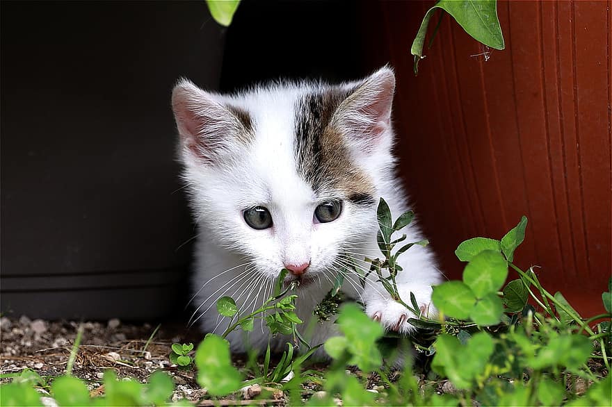 Kitten, Young, Cat, Domestic Cat, Cat's Eyes, Cat Face, Charming, Curious, Pet, Feline, Small