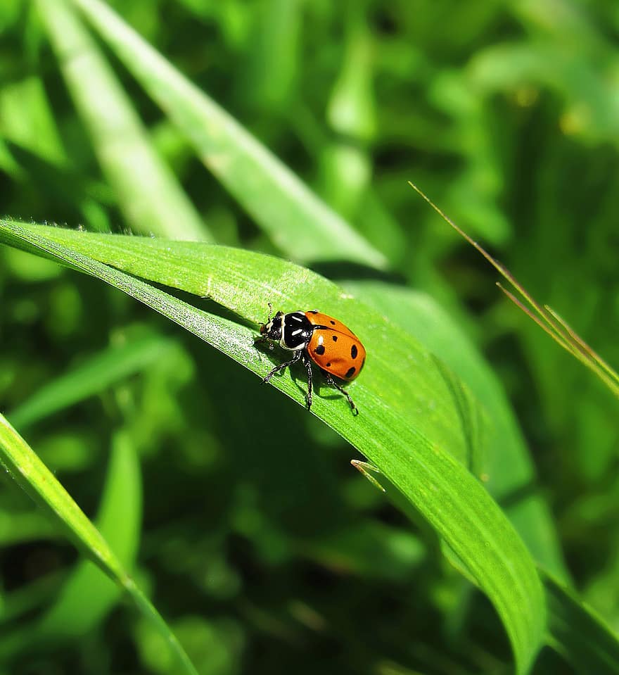 Ladybug, Insect, Ladybird Beetle, Beetle, Red Beetle, Dotted, Dotted Beetle, Nature, Fauna, Animal, Coccinellidae