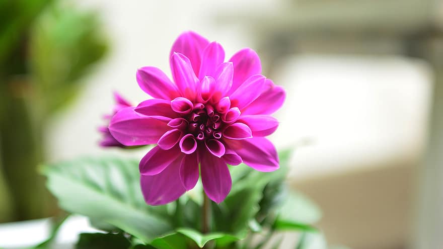 Dahlia, Pink Dahlia, Pink Flower, Flower, South Korea, Republic Of Korea, Incheon, Seokbawi Rock, Plant, Nature, close-up