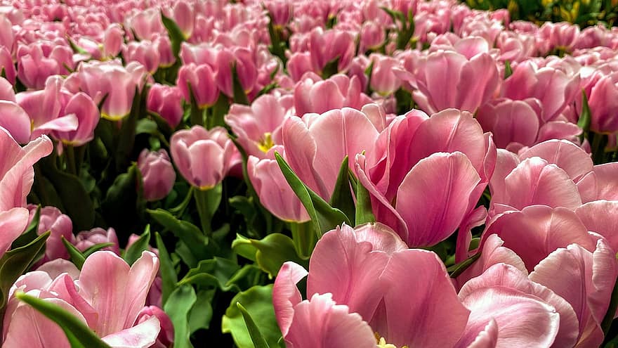 Tulpen, Blumen, Feld, Blütenblätter, rosafarbene Tulpen, pinke Blumen, blühen, Frühling, Pflanzen, Flora, Garten