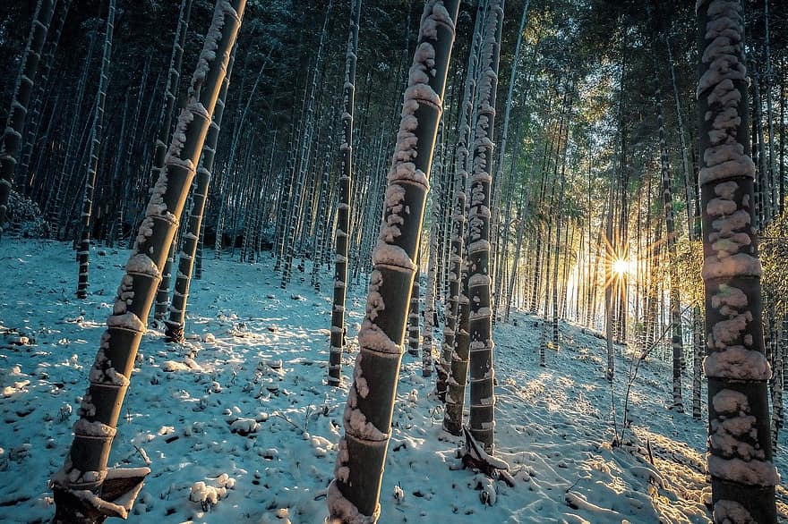 bosque de bambú, bambú, nieve, kyoto, Japón