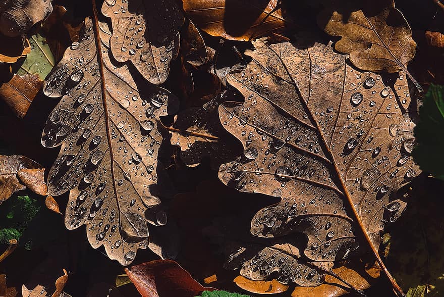 listy, Příroda, podzim, sezóna, makro, mokré, kapky