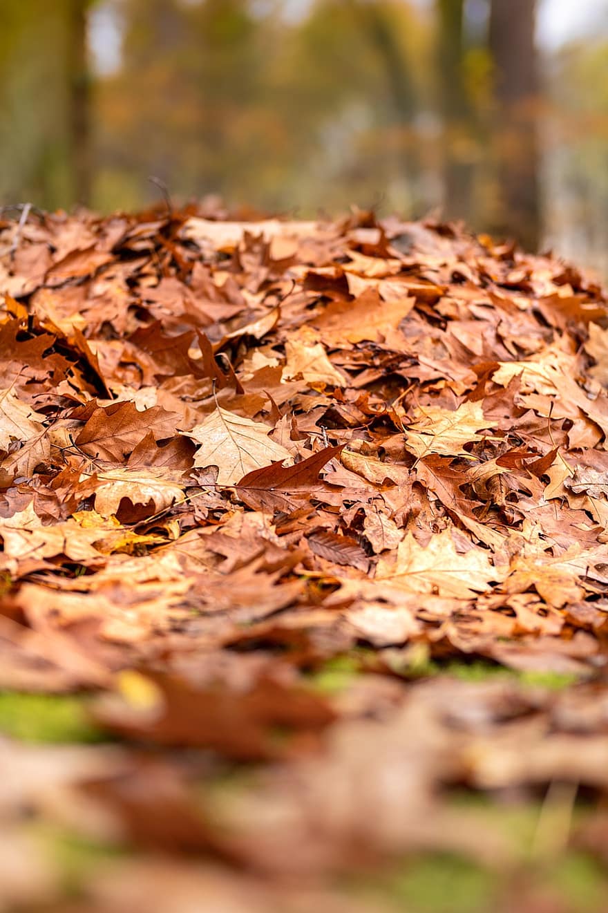 gebladerte, herfst, bladeren, vallen, stapel bladeren, droge bladeren, park
