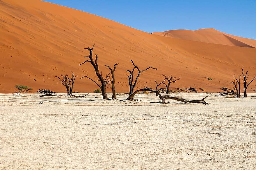 Wüste, Dünen, Natur, Namibia, Sand, Sanddüne, Afrika, Landschaft, trocken, Baum, trockenes Klima
