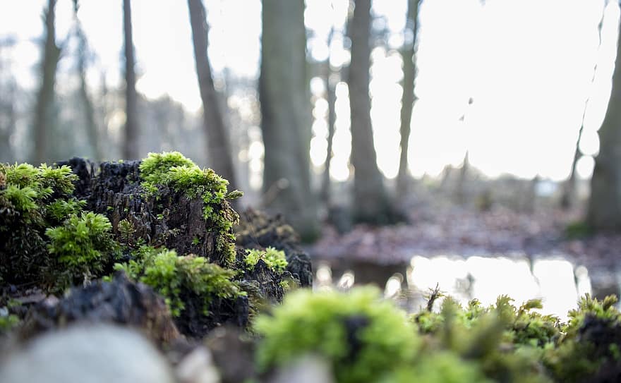 Moss, Stump, Forest, Wood, Tree, Environment, Nature, Sunlight, Bokeh