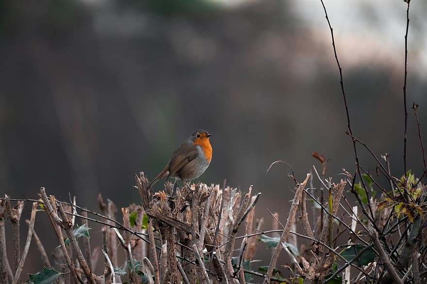 Robin, pájaro, posado, Robin Redbreast, animal, plumas, plumaje, pico, cuenta, observación de aves, ornitología