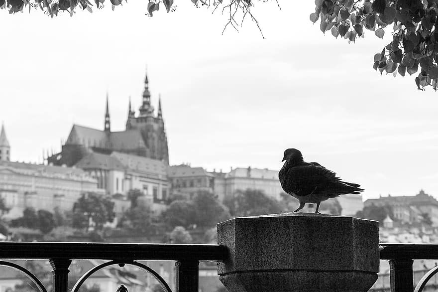 птица, гълъб, монохромен, катедрала, Европа, Прага