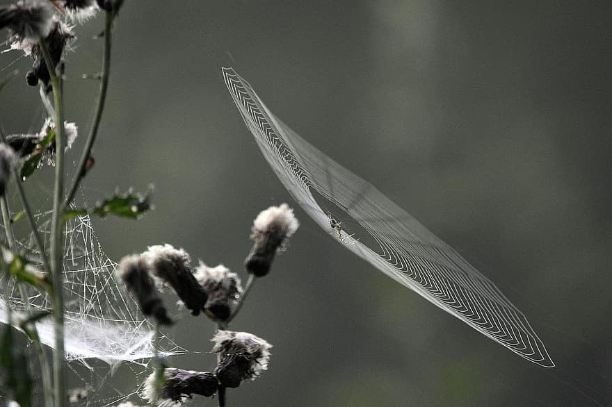 Cobweb, Spider, Insect, Nature, Forest, Arachnid