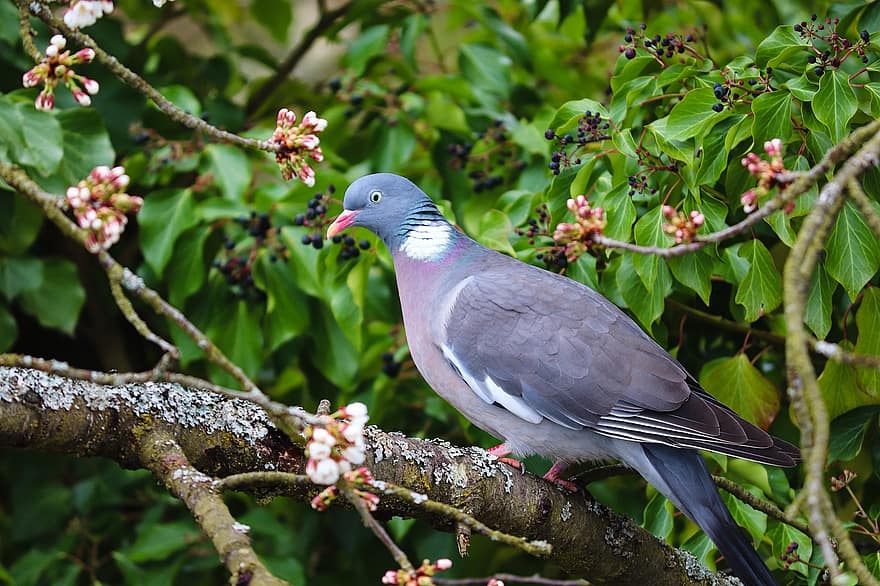 Wood Pigeon, Bird, Branch, Perched, Dove, Pigeon, Columba Palumbus, Animal, Wildlife, Feathers, Plumage