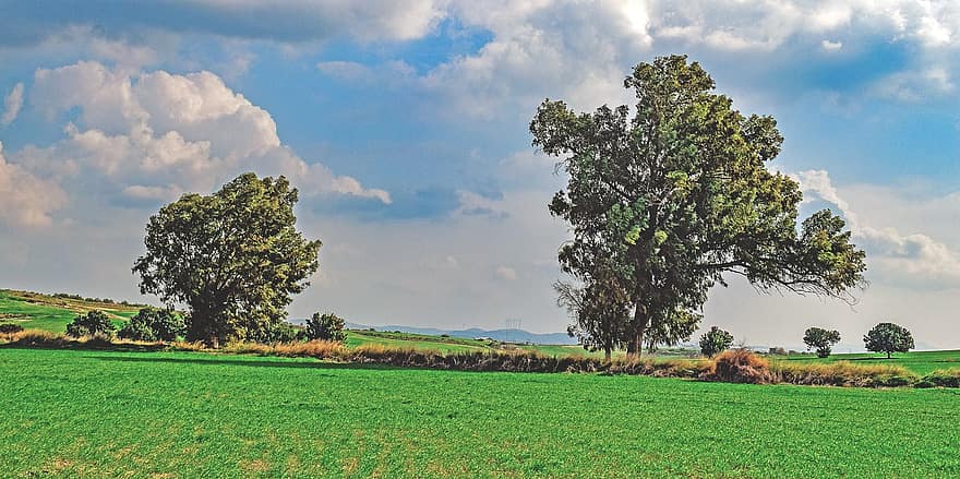 Trees, Meadow, Scenery, Landscape, Clouds, Sky, Nature, Cyprus