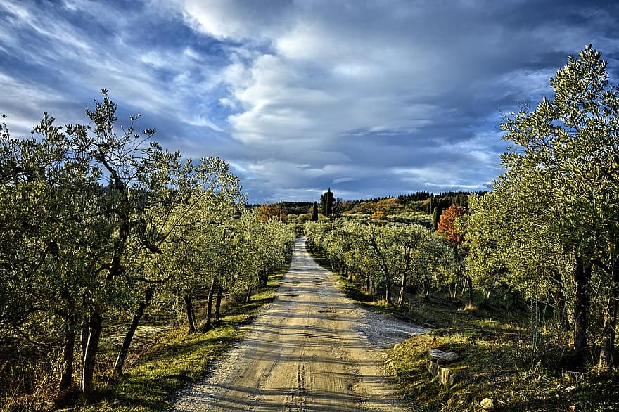 colinas, Florença, toscana, Itália, Via Delle Tavarnuzze, cena rural, árvore, panorama, floresta, cor verde, outono
