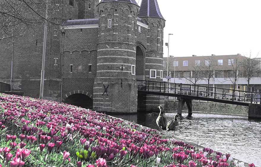 budova, tulipány, květ, řeka, architektura, slavné místo, voda, tulipán, Dějiny, most, cestovat