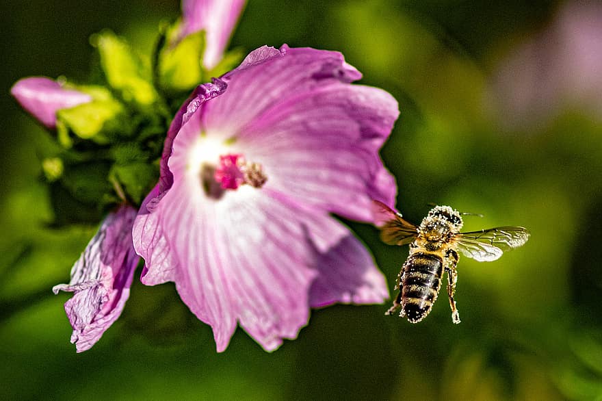 бджола, комаха, політ, квітка, крилате комаха, крила, природи, перетинчастокрилі, ентомологія, макрос, цвітіння
