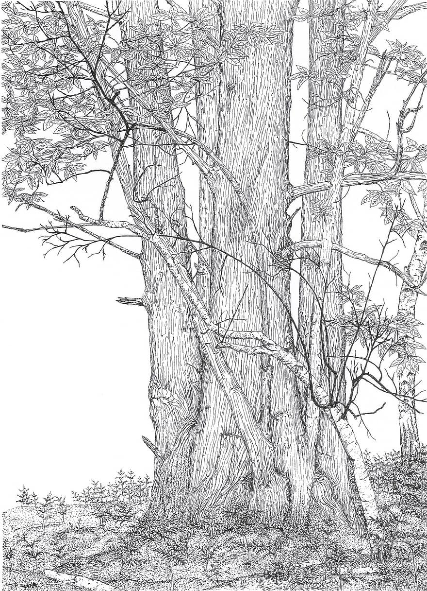 castanha, árvore