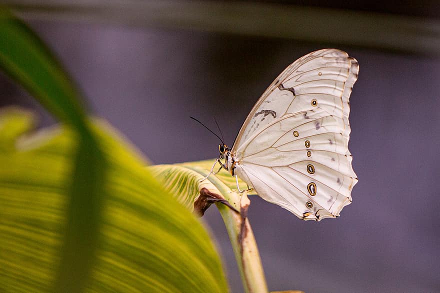 Morfo Blanco, mariposa, insecto, lepidópteros, alas, planta, jardín, naturaleza