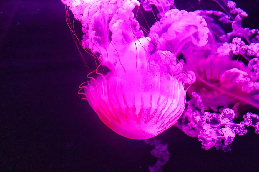 Jellyfish, Underwater, Fish, Water, Sea, Ocean, Wildlife, Nature, Aquarium, Zoo