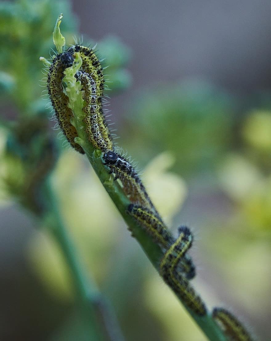 caterpillar, macro, plant, insect, close-up, green color, larva, animals in the wild, leaf, arthropod, worm