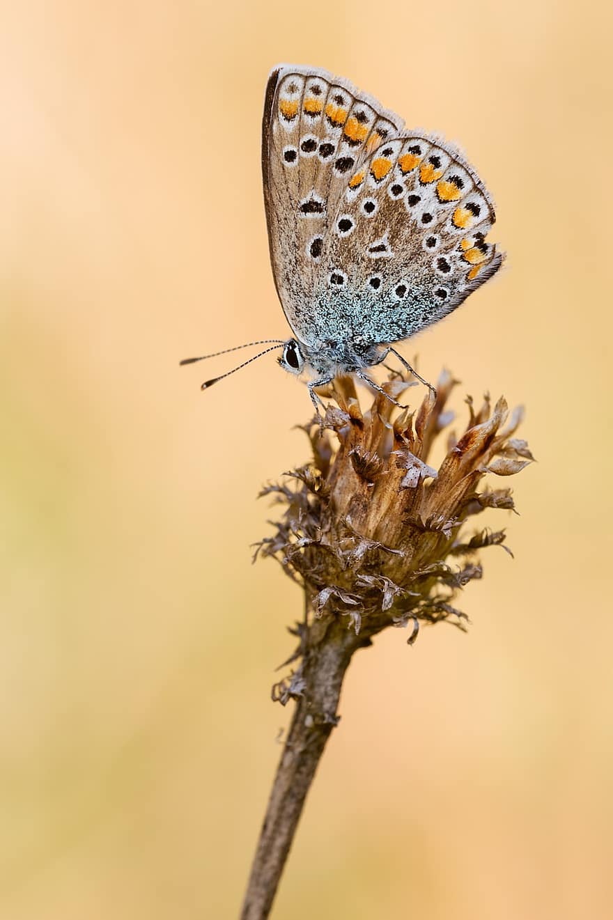 Common Blue, Butterfly, Insect, Macro, Close Up, Nature