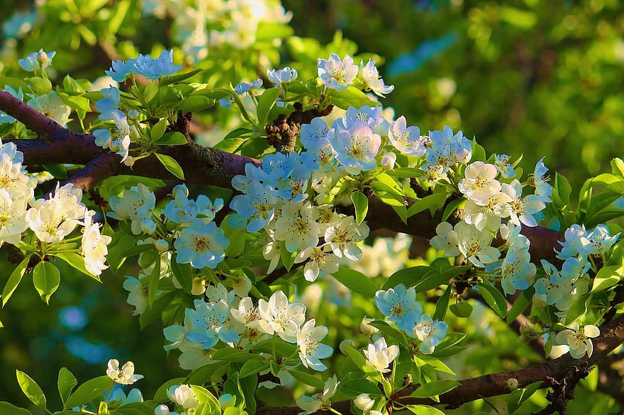 fiori di ciliegio, fiori, petali bianchi, petali, ramo, fiorire, natura, fioritura, flora