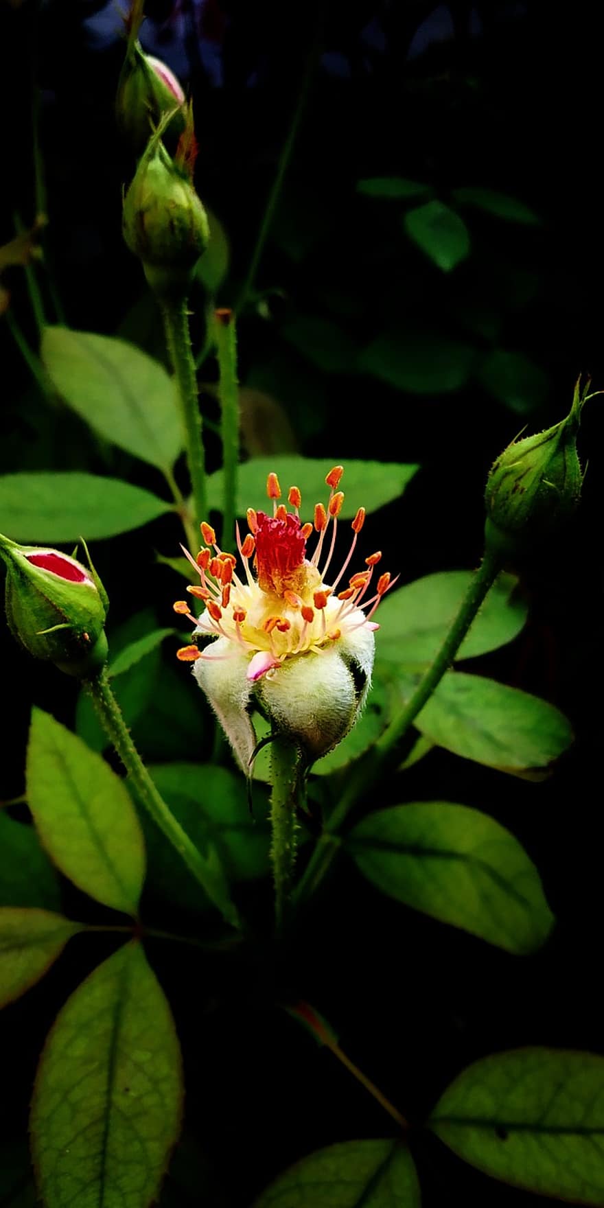pączek kwiatu, Tapeta, Natura, roślina