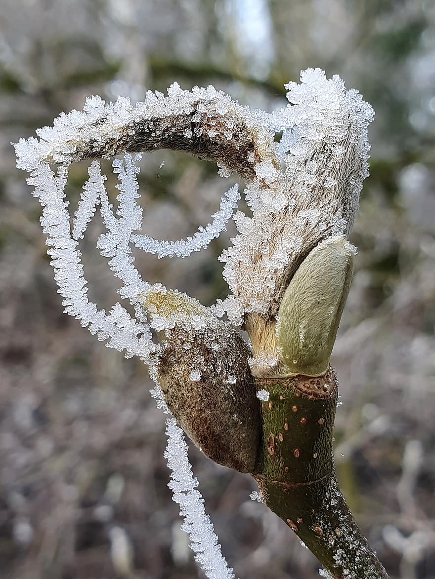 Magnolia, Bud, Plant, Ice Crystals, Winter