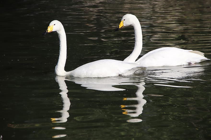 Swans, Birds, Lake, White Swans, Anatidae, Water Birds, Aquatic Birds, Waterfowls, Feathers, Plumage, Swim