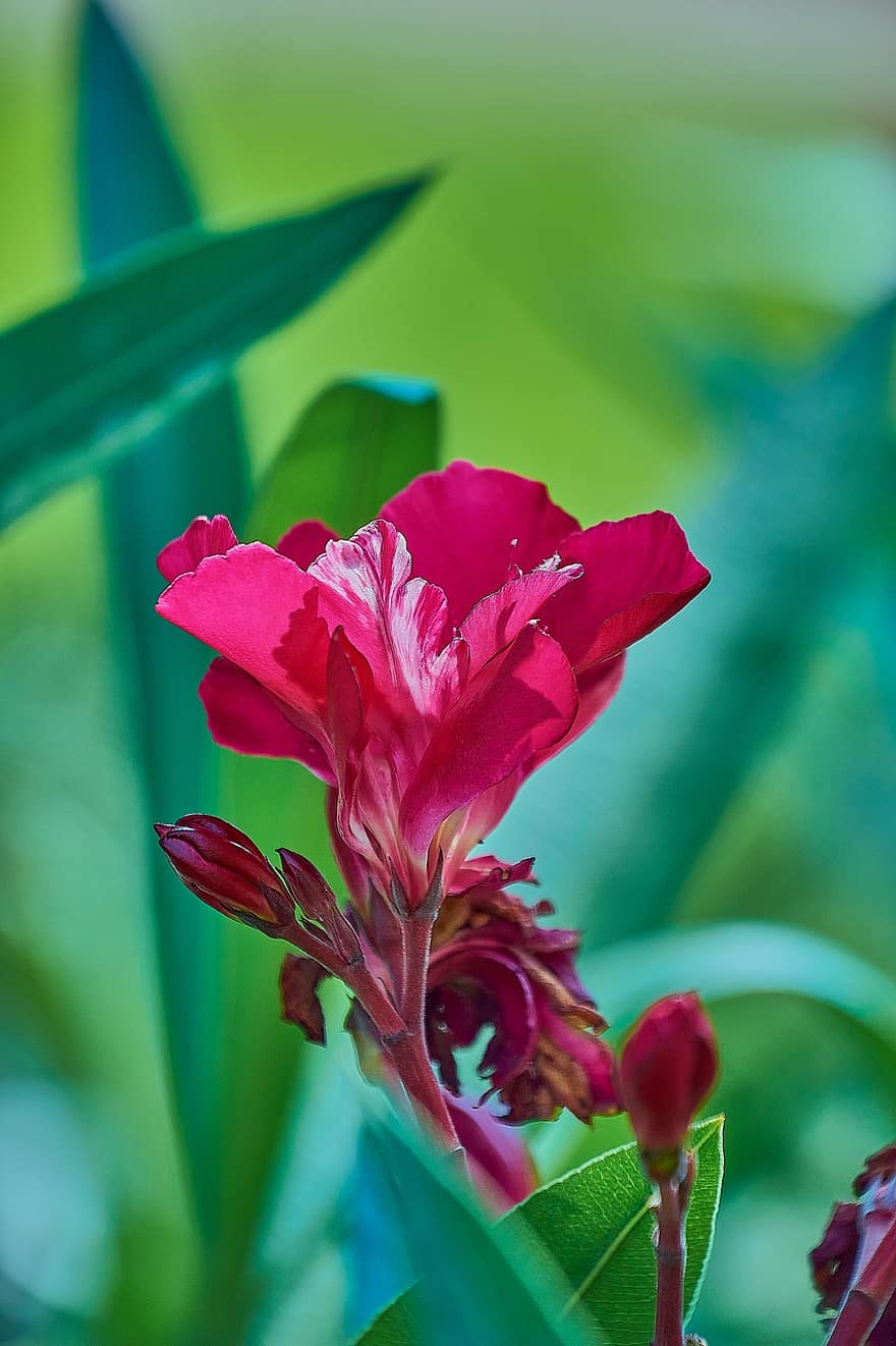 oleander, kwiat, czerwony, ogród, kolorowy