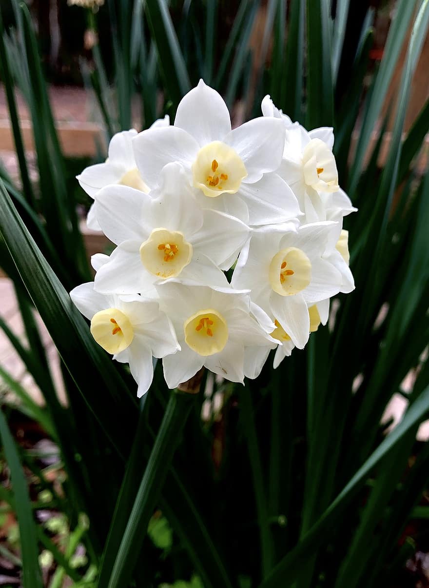 natură, floare, Narcisa albă de hârtie, a inflori, inflori, botanică, plantă, petale, creştere, macro, cap de floare