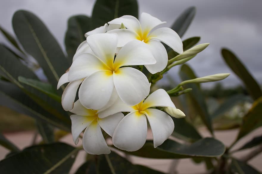 plumerias, blommor, frangipanis, vita blommor, kronblad, vita kronblad, blomma, flora, botanik, natur