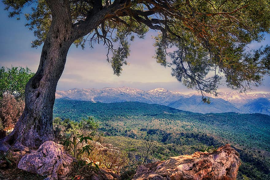 Baum, Berge, Olivenbaum, Felsen, Himmel, Wolken, Tal, Aussicht, Standpunkt, Blick auf die Berge, Kreta