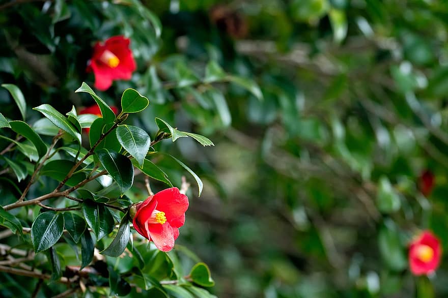 ιαπωνική καμέλια, καμέλια, camellia japonica, κόκκινα λουλούδια, άγρια ​​φυτά, πάντα πράσινο, λουλούδια, φύλλο, φυτό, λουλούδι, καλοκαίρι