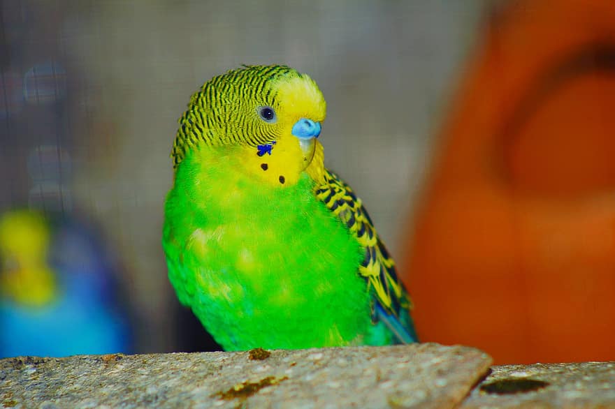 papegøye, fugl, perched, dyr, fjær, fjærdrakt, nebb, regning, fugletitting, ornitologi, dyr verden