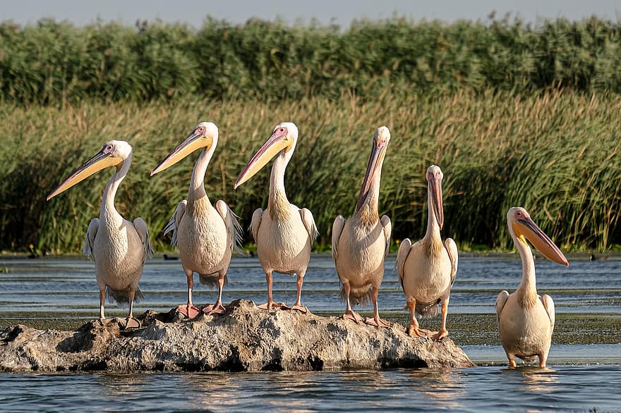 Great White Pelicans, madárles, Danubedelta, Románia, Mahmudia, Carasuhatarea, Birdsgraphy, madarak, Hajókirándulások, Beszélgetés, ökológia