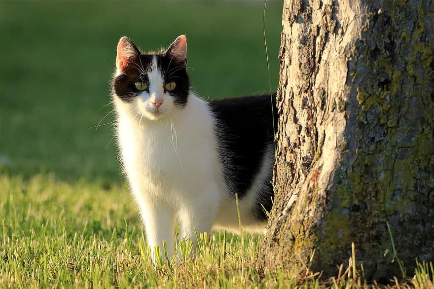 Cat, Lawn, Sunset, Domestic Animal, Outdoors, Feline, Mammal, Pet, Animal, pets, cute