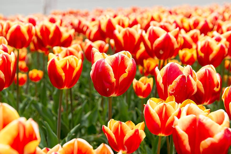 tulipán, virágok, piros, mező, rét, kert, tulipán mező, tulipán kert, szirmok, virágzás, virágzik