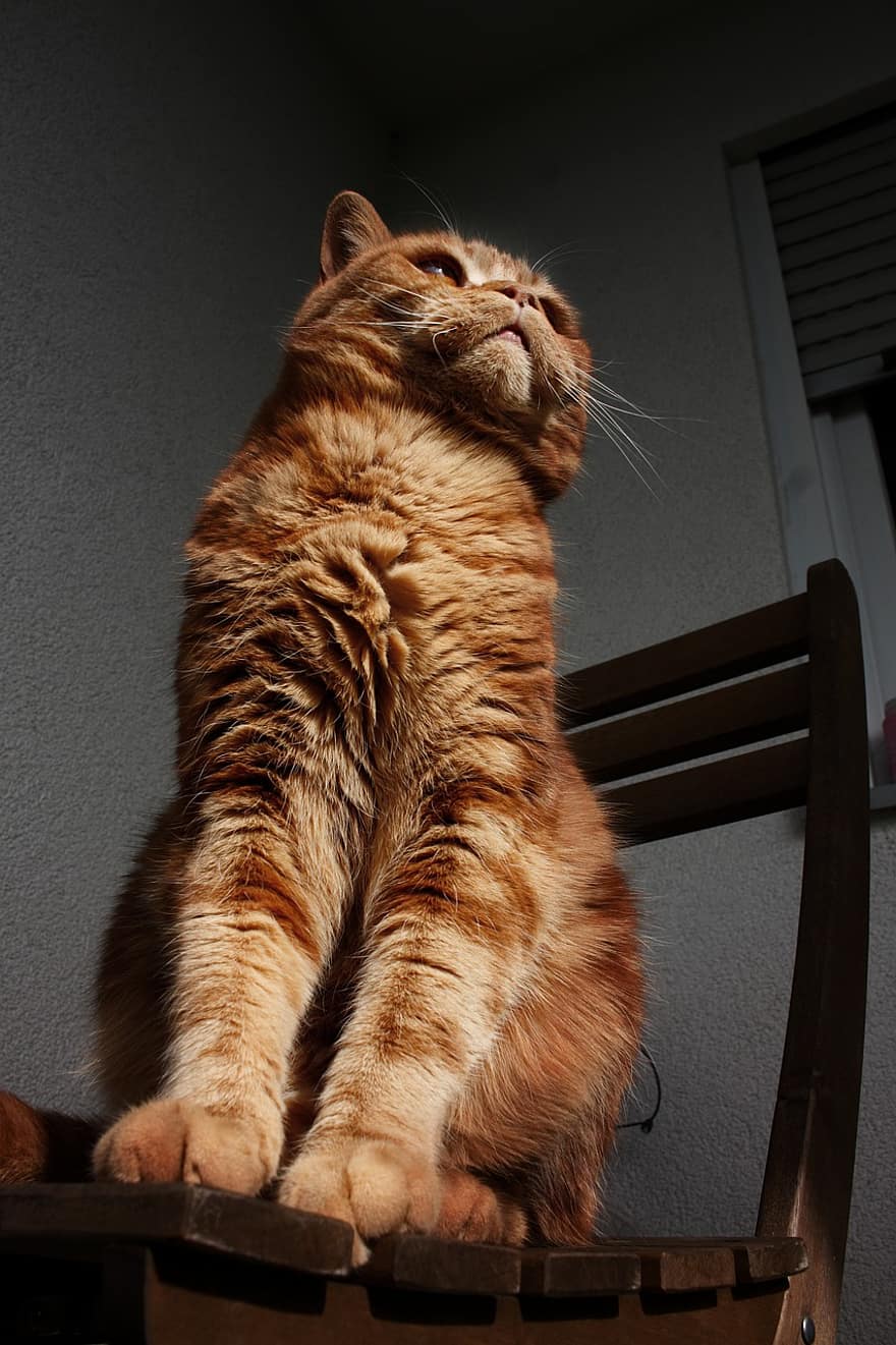 британская короткошерстная, красный полосатый, оранжевый кот, оранжевый, кошачий, домашнее животное, портрет, портрет кота, млекопитающее, животное, внутренний