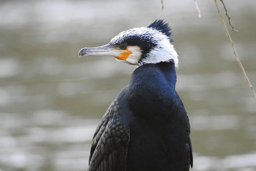 kormoranų, paukštis, vandens paukštis, Trumpo nuotolio migrantas, upės krantas, upė, paukščių stebėjimas, paukščių, snapas, gyvūnams, plunksna