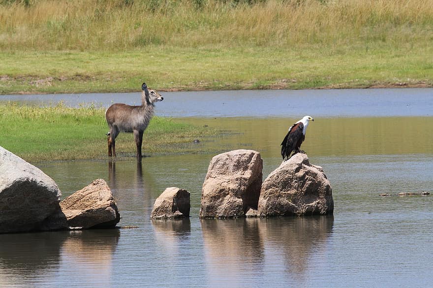 Waterbuck, burung rajawali, ikan, batu, sungai, fauna, binatang di alam liar, air, Afrika, hewan safari, paruh